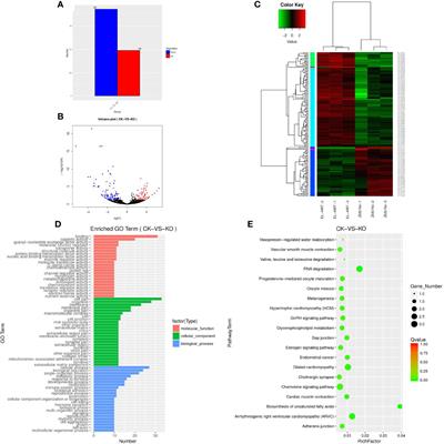 Analysis of lncRNAs and mRNA Expression in the ZBTB1 Knockout Monoclonal EL4 Cell Line and Combined Analysis With miRNAs and circRNAs